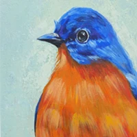 Animal & Birds